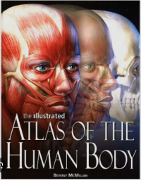 Image of The illustrated atlas of the human body
